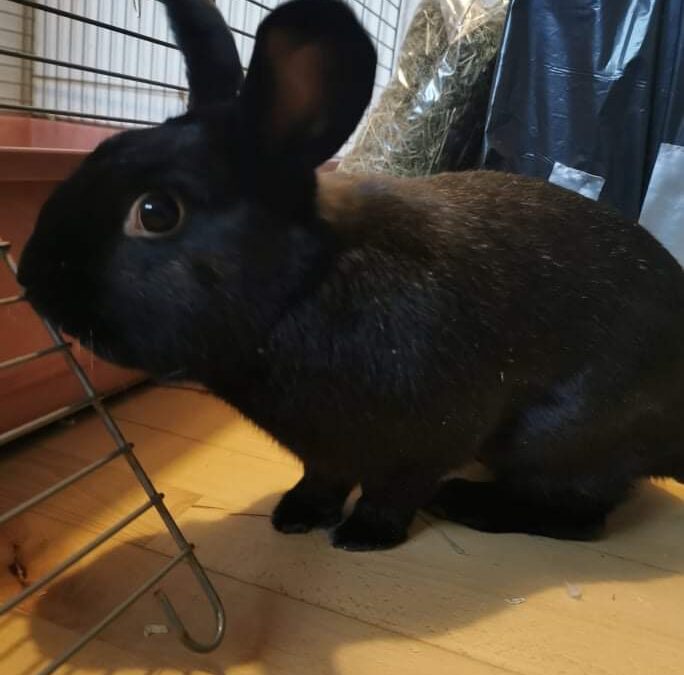 *HAR FUNDET HJEM* Verdens dejligste sorte lyn er nu til adoption!