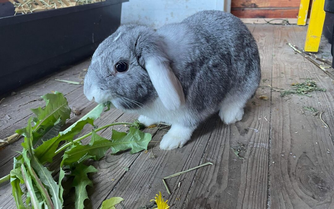 SKØNNESTE WILMA SØGER SIT FOREVIGT HJEM!