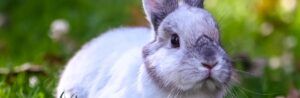 Adoption kanin