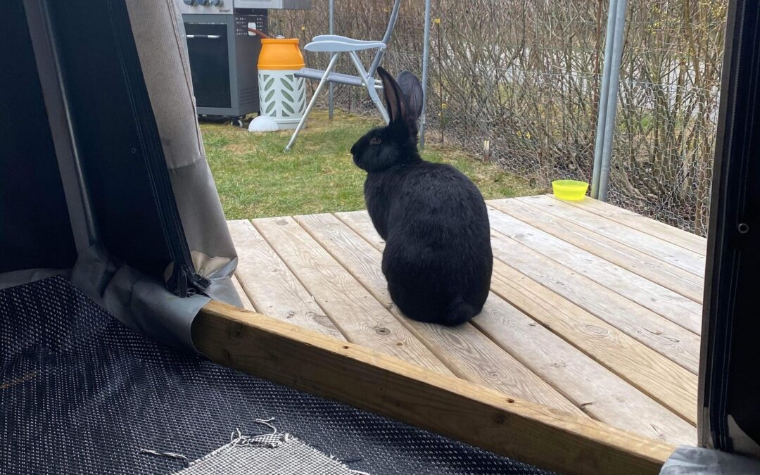 FERIETEMA! MOLLY PÅ CAMPINGFERIE MED FAMILIEN