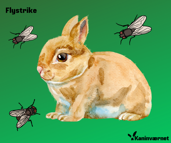 FLYSTRIKE – ANGREB AF SPYFLUELARVER!