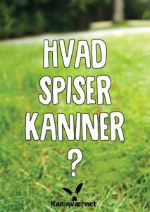 Hvad spiser kaniner?