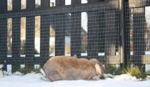 kanin i indhegning