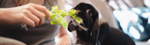 Kaniner til adoption