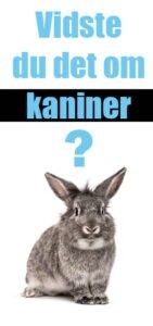 Vidste du det? kaniner