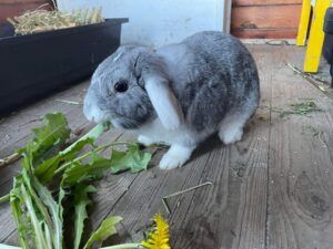 wilma kanin søger hjem