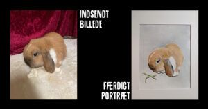 portræt kanin