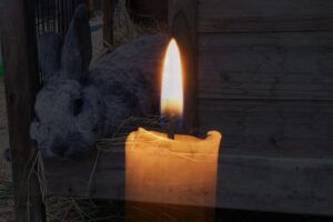 At sørge over en kanin