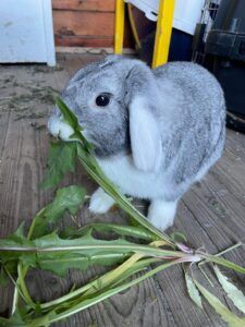 wilma kanin til adoption