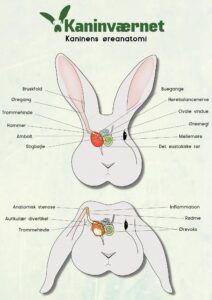 øreproblemer kaniner