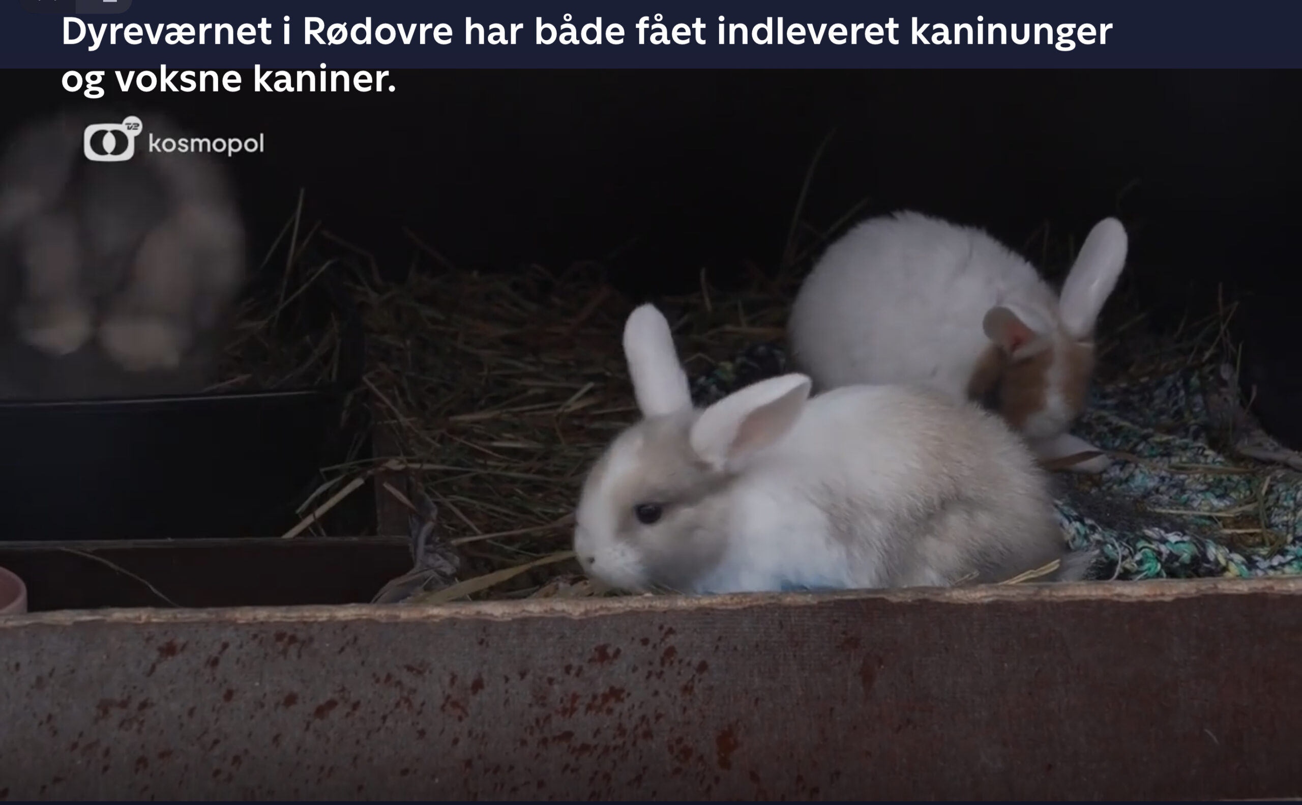 36 KANINER AFLIVET I VOLDSOM SAG FRA INSTITUTION