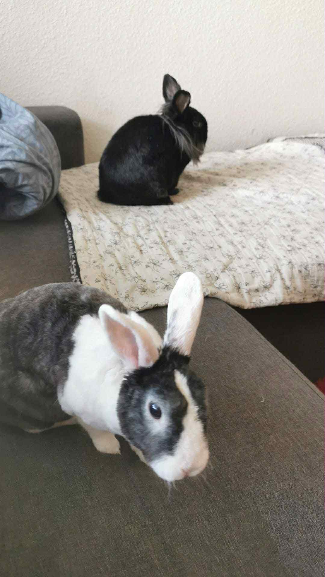 MUSSI OG STAMPE HAR MISTET DERES MOR – SØGER NYT, KÆRLIGT HJEM SAMMEN 🏠